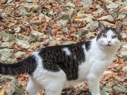 Lost Male Cat last seen Super 8 300 Wildwood Rd, Salem, VA 24153, Salem, VA 24153