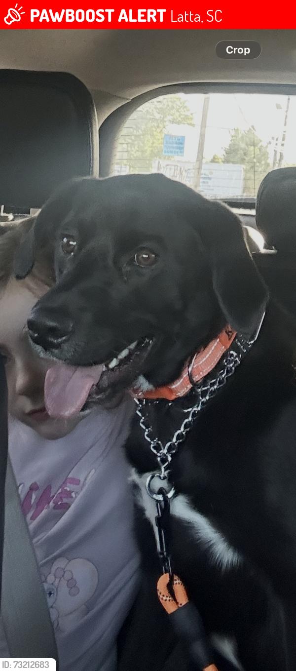 Lost Male Dog last seen Holiday Inn, Latta, SC 29565