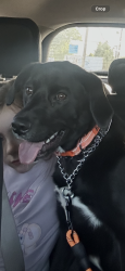 Lost Male Dog last seen Holiday Inn, Latta, SC 29565