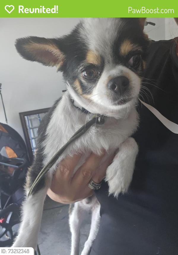 Reunited Male Dog last seen Andrew jackson court housing, Pensacola Station, FL 32508