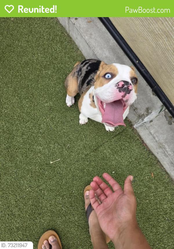 Reunited Female Dog last seen Corner of 28th and Moore Street, Philadelphia, PA 19145
