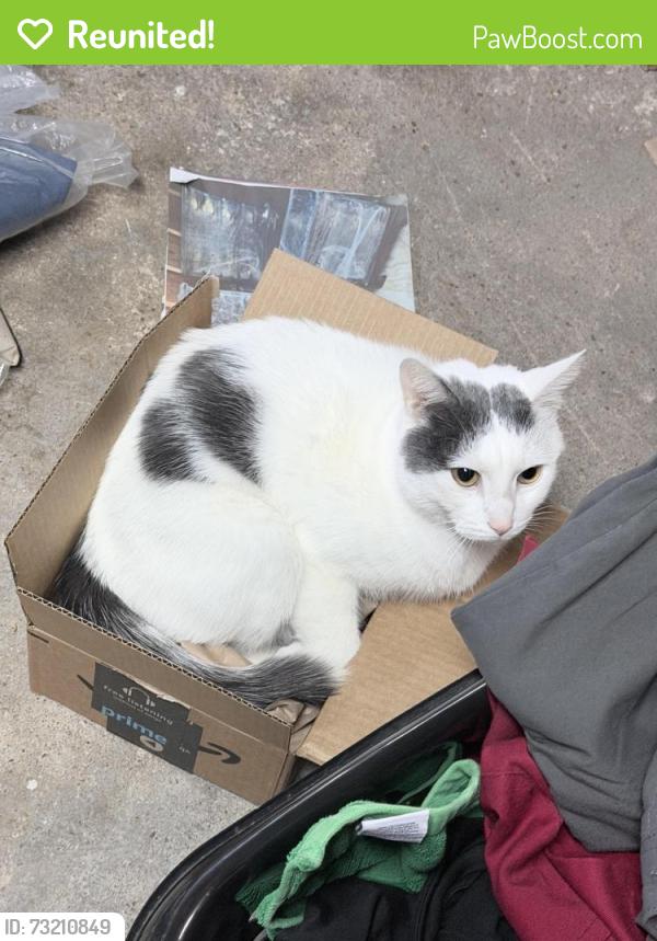 Reunited Male Cat last seen Westmoreland and overland, Wilmington, DE 19804