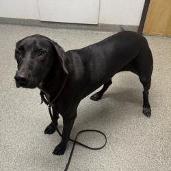 Shelter Stray Male Dog last seen Near E Vista Way, Vista, CA, 92084, Escondido, CA 92027, USA