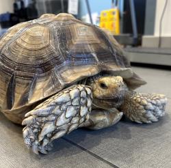 Shelter Stray Unknown Reptile last seen Arey Drive, San Diego, CA, 92154, El Cajon, CA 92020, USA