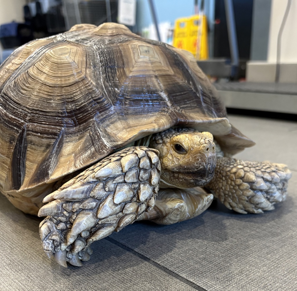 Shelter Stray Unknown Reptile last seen Arey Drive, San Diego, CA, 92154, El Cajon, CA 92020, USA
