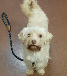 Shelter Stray Female Dog last seen unknown, SAN LEANDRO, CA, 94577, 8323 Baldwin St, Oakland, CA 94621, USA