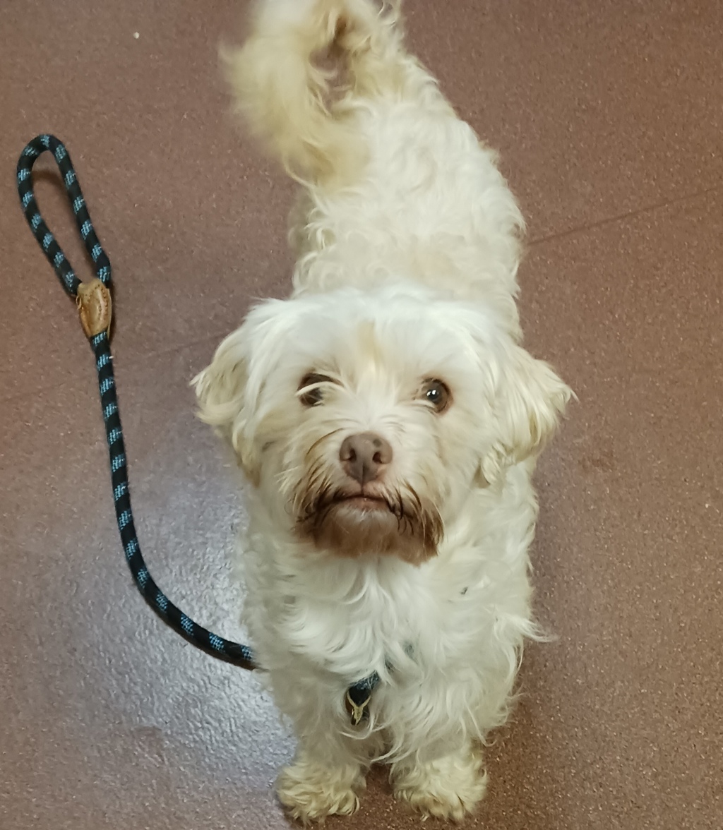 Shelter Stray Female Dog last seen unknown, SAN LEANDRO, CA, 94577, 8323 Baldwin St, Oakland, CA 94621, USA