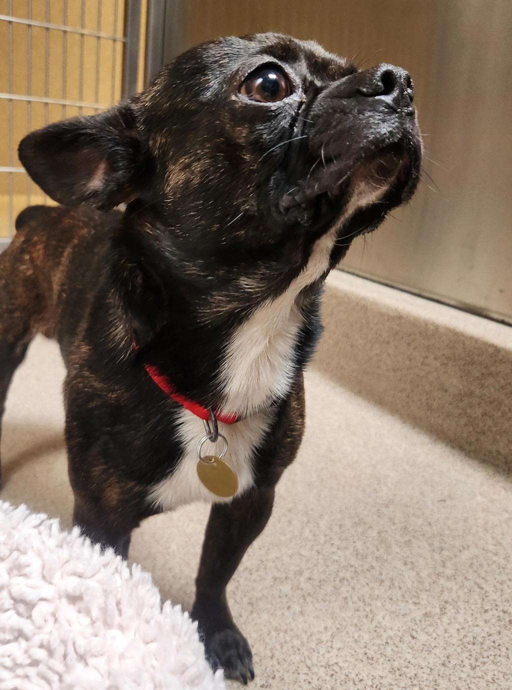 Shelter Stray Male Dog last seen Hegenberger Boulevard, OAKLAND, CA, 94603, 8323 Baldwin St, Oakland, CA 94621, USA