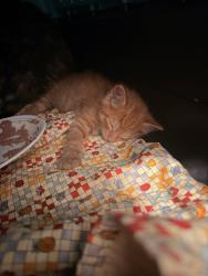 Shelter Stray Male Cat last seen West Hall Ave, San Diego, CA, 92173, 5500 Gaines St, San Diego, CA 92110, USA