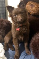 Lost Female Dog last seen County Road, Houston, TX 77060