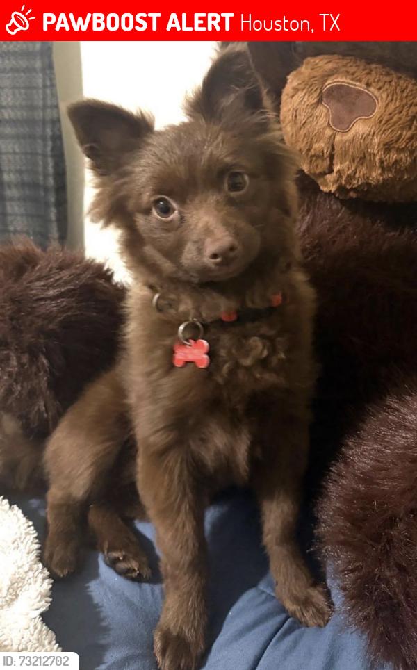 Lost Female Dog last seen County Road, Houston, TX 77060