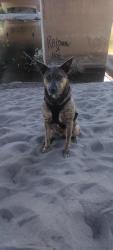 Reunited Female Dog last seen marine drive and sundile rd, Portland, OR 97217