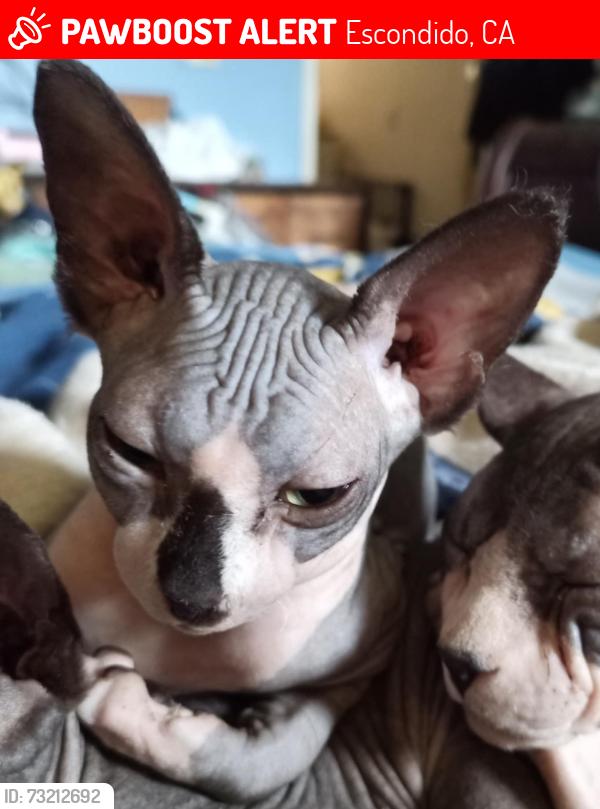 Lost Female Cat last seen Near block of 15th Ave, Vancouver, BC V5X 1L4