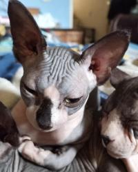Lost Female Cat last seen Near block of 15th Ave, Vancouver, BC V5X 1L4