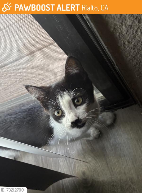 Found/Stray Female Cat last seen Walnut and Riverside Ave., Rialto, CA 92376