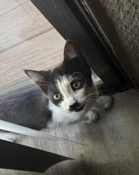 Found/Stray Female Cat last seen Walnut and Riverside Ave., Rialto, CA 92376