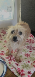 Reunited Female Dog last seen San Antonio & Vesta ONTARIO CA, Ontario, CA 91762