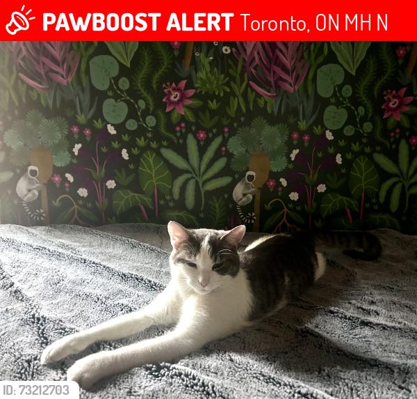 Lost Male Cat last seen Bloor and Margueretta st, Toronto, ON M6H 1N4