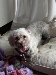 Reunited Female Dog last seen Carrleight Parkway and Forrester Blvd. W. Springfield, West Springfield, VA 22152