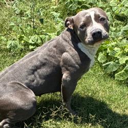 Shelter Stray Female Dog last seen , 3428 S Jenkins Ave, Norman, OK 73072, USA