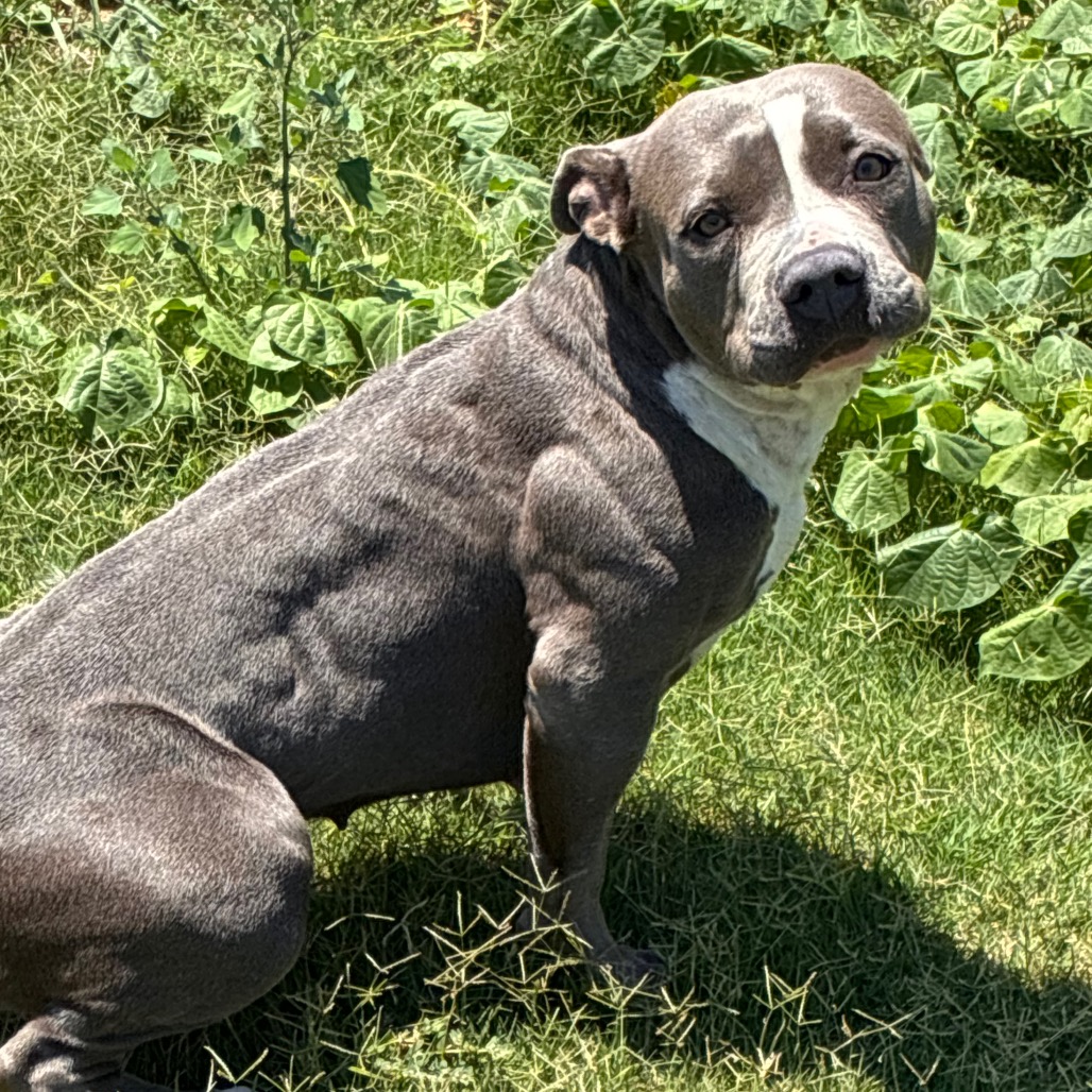 Shelter Stray Female Dog last seen , 3428 S Jenkins Ave, Norman, OK 73072, USA