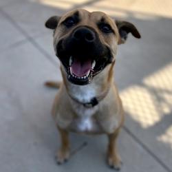 Shelter Stray Female Dog last seen , 3428 S Jenkins Ave, Norman, OK 73072, USA