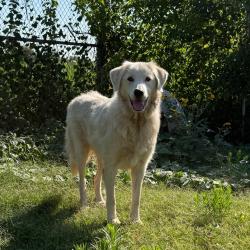 Shelter Stray Female Dog last seen , 3428 S Jenkins Ave, Norman, OK 73072, USA