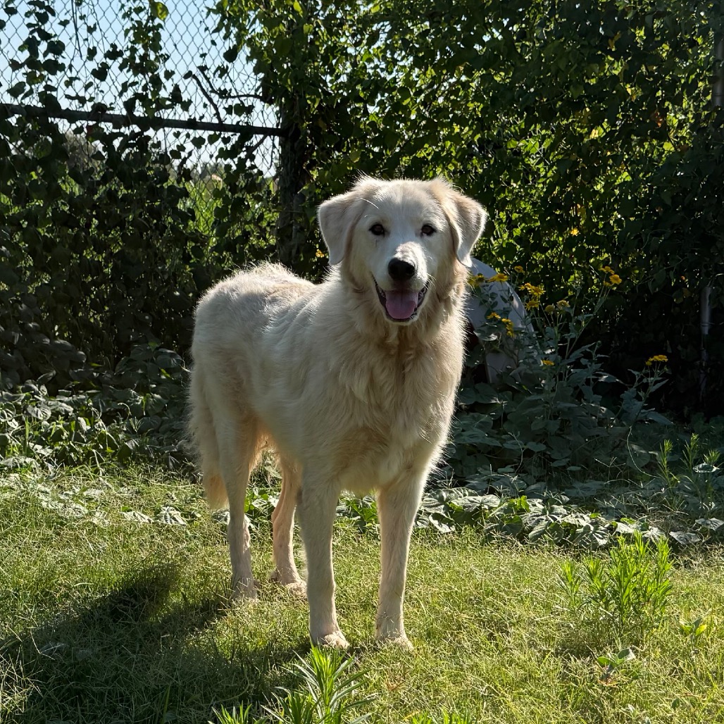 Shelter Stray Female Dog last seen , 3428 S Jenkins Ave, Norman, OK 73072, USA