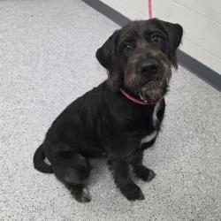 Shelter Stray Female Dog last seen , 5801 Graye Ln, Caldwell, ID 83607, USA