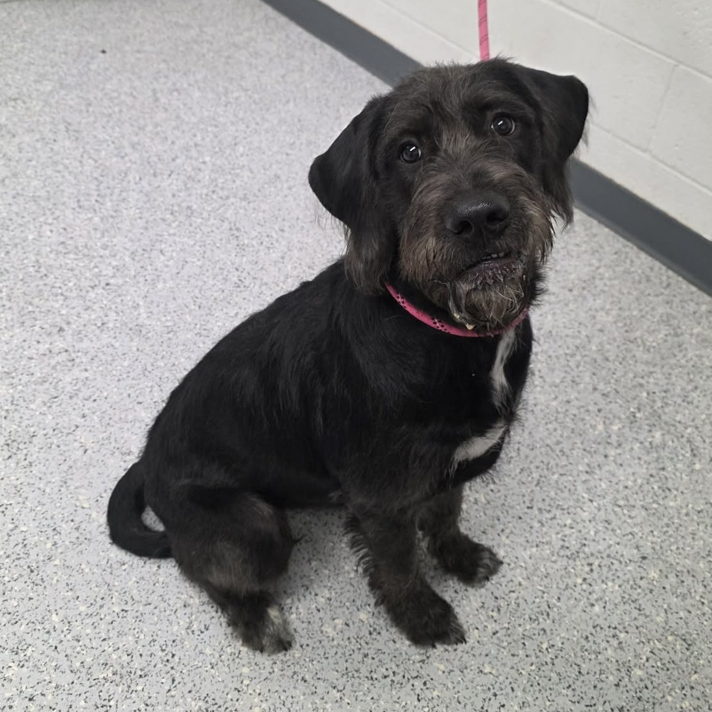 Shelter Stray Female Dog last seen , 5801 Graye Ln, Caldwell, ID 83607, USA