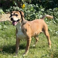 Shelter Stray Male Dog last seen , 3428 S Jenkins Ave, Norman, OK 73072, USA