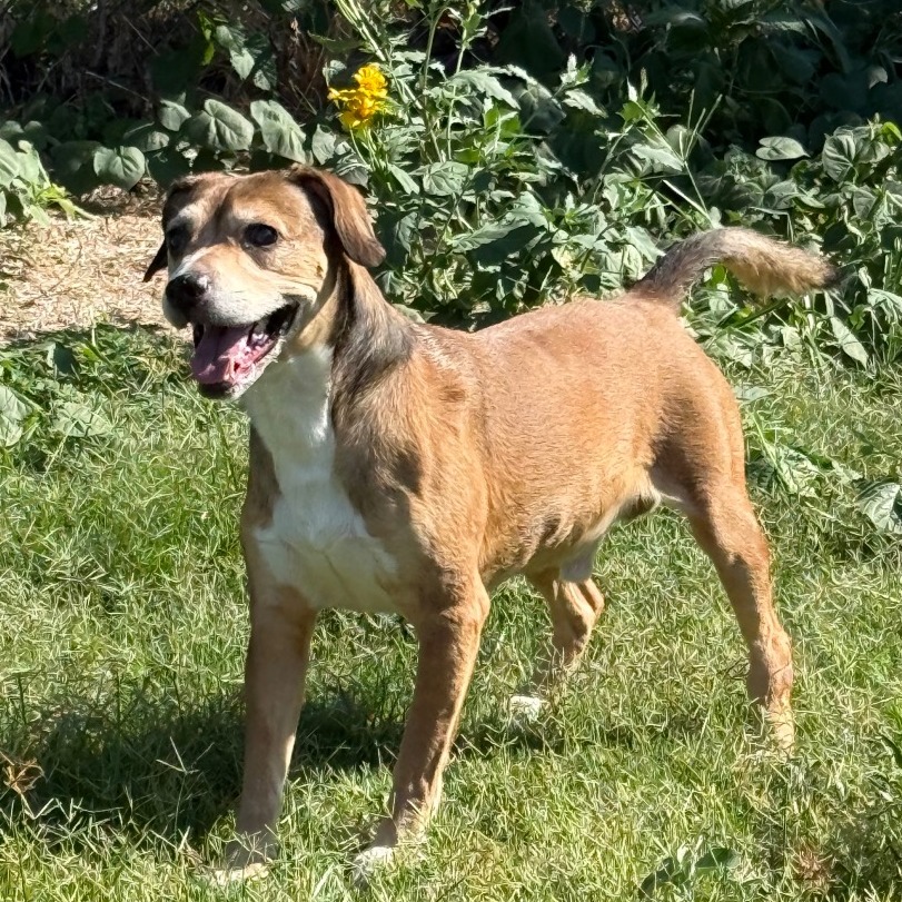 Shelter Stray Male Dog last seen , 3428 S Jenkins Ave, Norman, OK 73072, USA