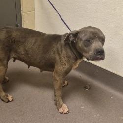 Shelter Stray Female Dog last seen , 3428 S Jenkins Ave, Norman, OK 73072, USA