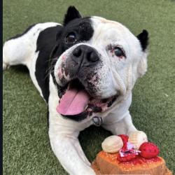 Shelter Stray Male Dog last seen , 3612 11th Ave, Los Angeles, CA 90018, USA