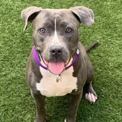 Shelter Stray Female Dog last seen , 3612 11th Ave, Los Angeles, CA 90018, USA