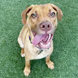 Shelter Stray Male Dog last seen , 3612 11th Ave, Los Angeles, CA 90018, USA