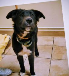 Reunited Male Dog last seen marine drive and sundile rd, Troutdale, OR 97060
