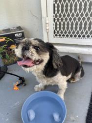 Reunited Male Dog last seen Vanowen/Aldea, Los Angeles, CA 91406