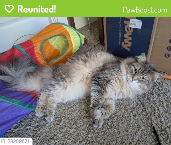 Reunited Male Cat last seen NE Prescott Ave and NE 129th Pl. Riverwood cndmniums, Portland, OR 97230
