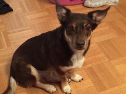 Reunited Female Dog last seen Kipling and dixon, Toronto, ON M9R 2J9