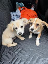 Found/Stray Unknown Dog last seen Rosemallow and Pimpernel Rd, Charlotte, NC 28213