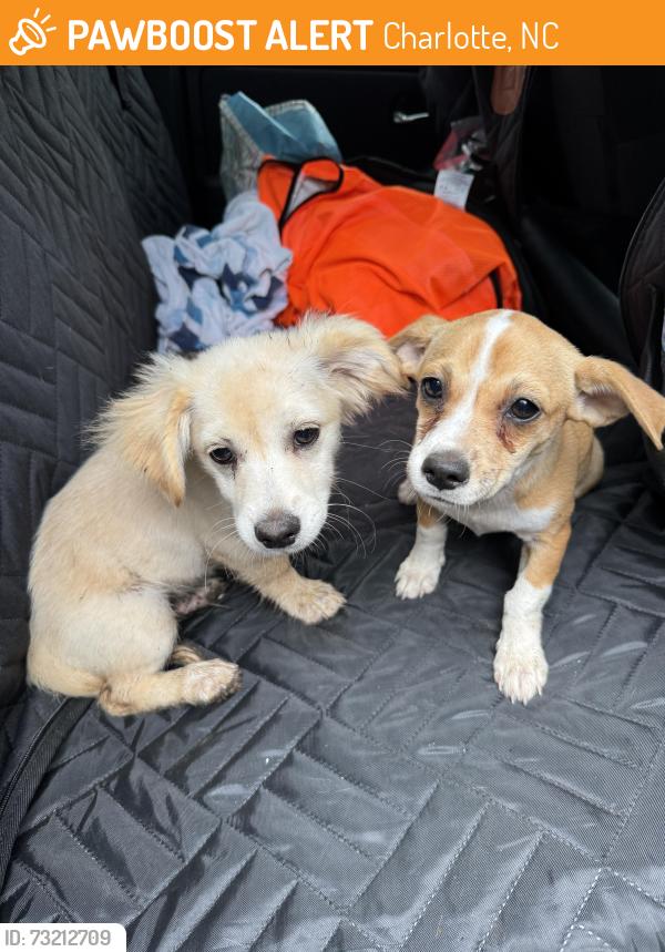 Found/Stray Unknown Dog last seen Rosemallow and Pimpernel Rd, Charlotte, NC 28213
