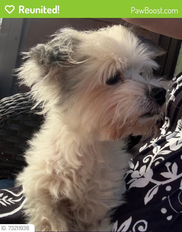 Reunited Male Dog last seen Pelican and Strickland, Neptune Beach, FL 32250