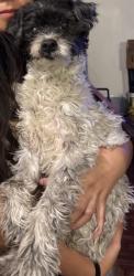 Lost Male Dog last seen 35th Place street, Los Angeles, CA 90018