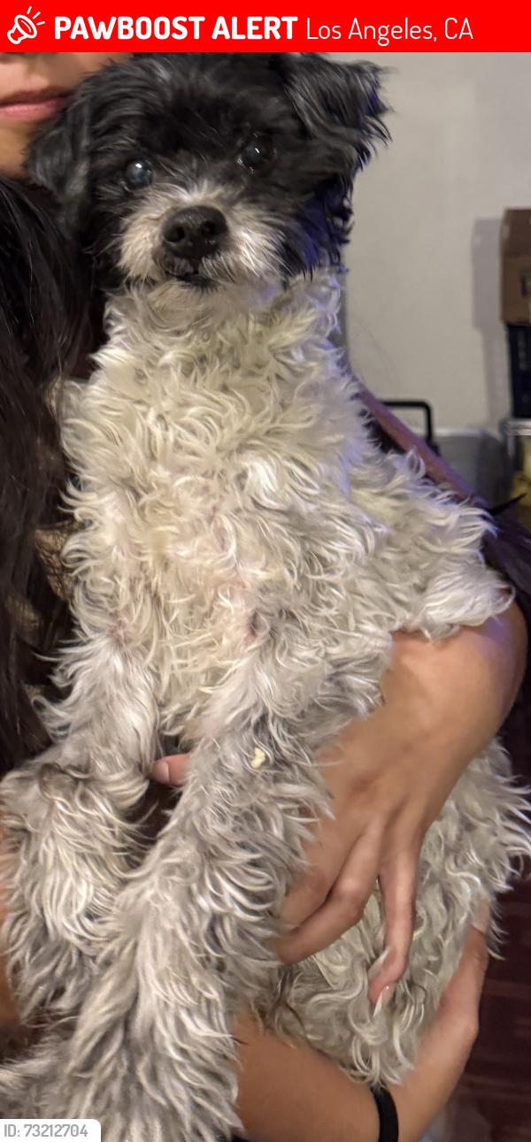 Lost Male Dog last seen 35th Place street, Los Angeles, CA 90018