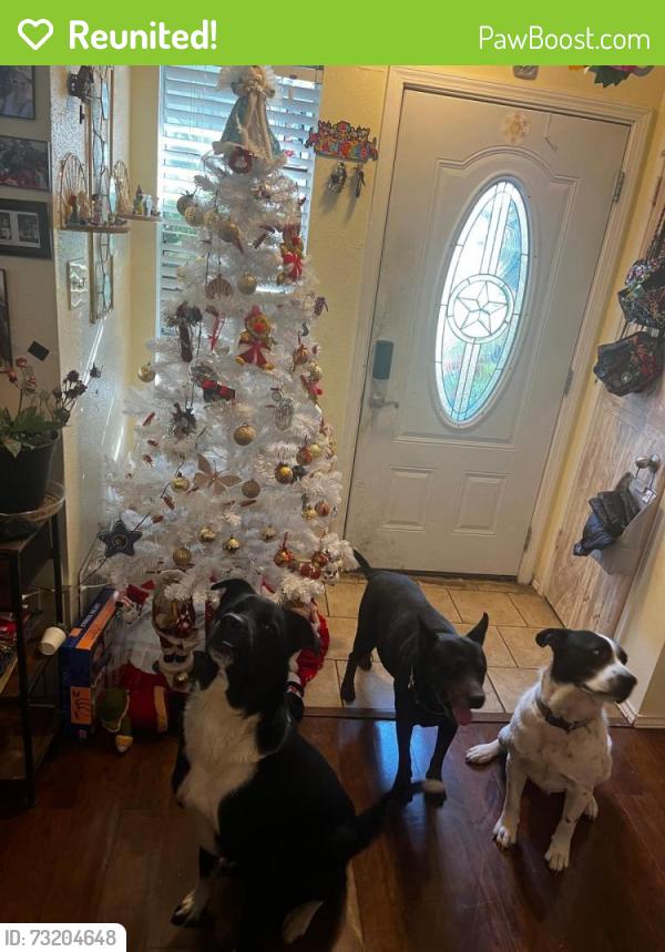 Reunited Male Dog last seen Near Quail lk San Antonio Texas 78244, San Antonio, TX 78244