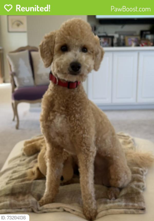 Reunited Male Dog last seen Airport Rd SE City Lake, Dalton, GA 30721