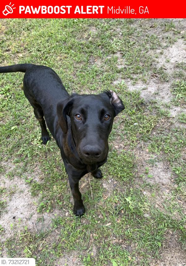 Lost Female Dog last seen dollar general in midville, Midville, GA 30441