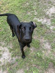Lost Female Dog last seen dollar general in midville, Midville, GA 30441