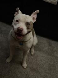 Lost Male Dog last seen Beckwith Dr, Tower Rd, Muris Chapel, Dolley Madison, Greensboro, NC 27410
